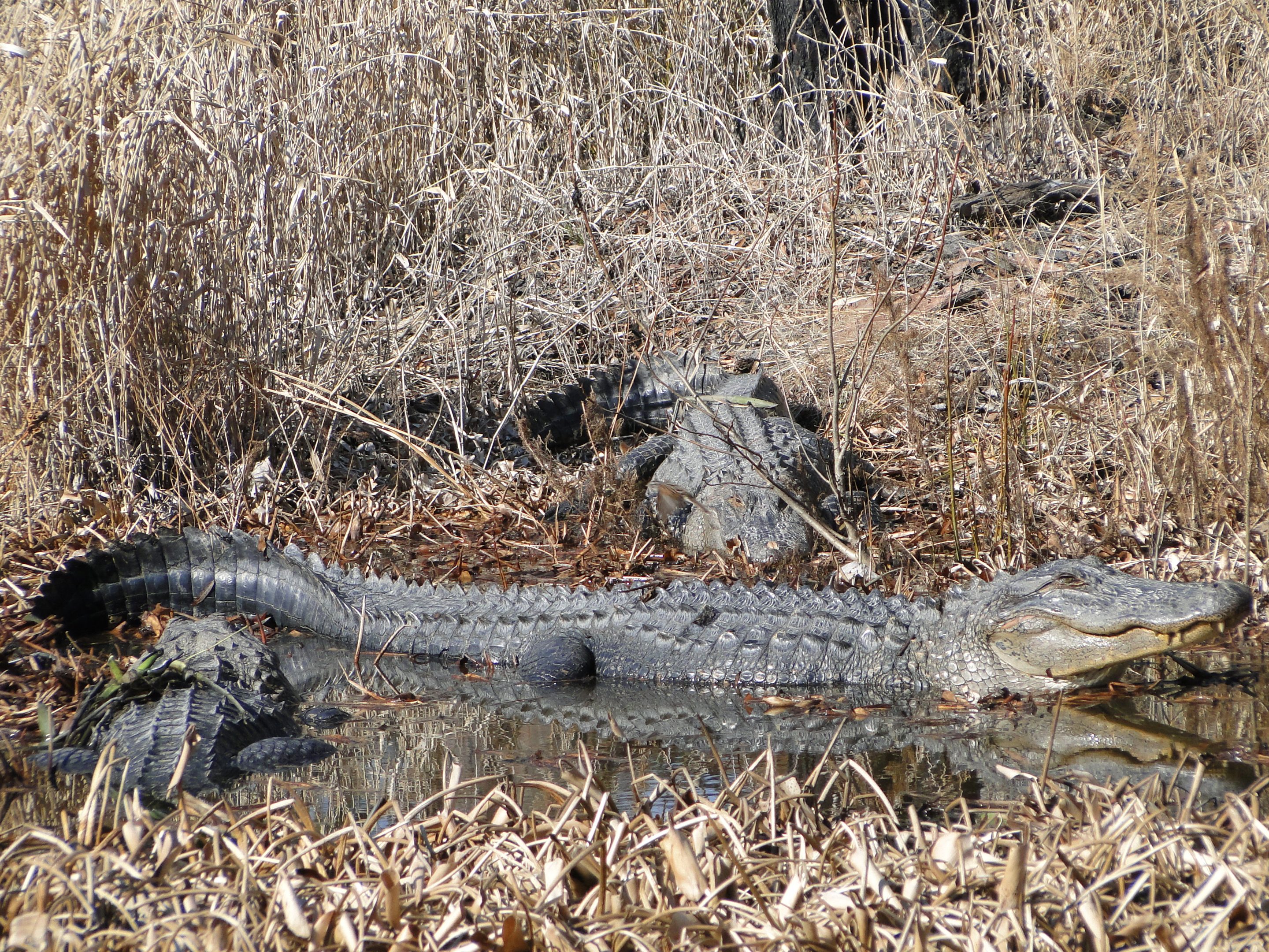 You want to see alligators, come to Cuddo