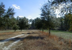 Francis Marion was here; Lane toward site of Cantey Plantation