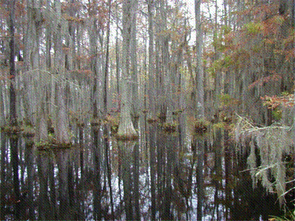 Elliott's Mill Pond near Half Way Swamp