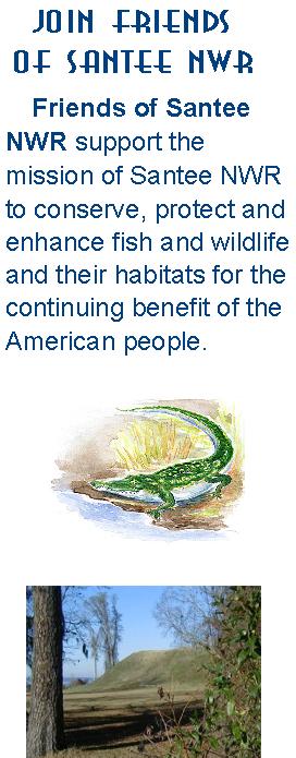Join Friends of Santee Refuge and see alligators and great wildlife