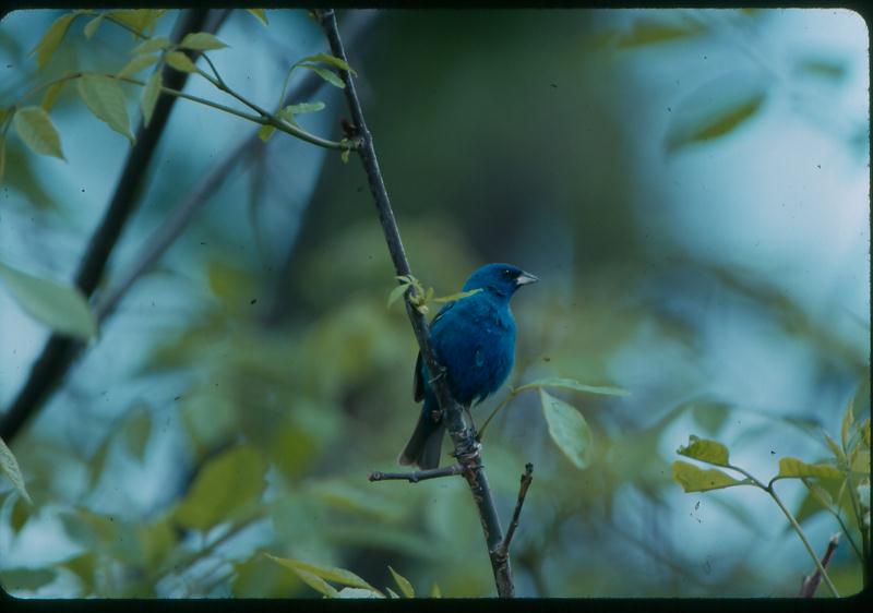 Come to Santee National Wildlife Refuge. Here's an indigo bunting.
