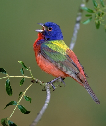 Come see the painted bunting, the most beautiful bird.