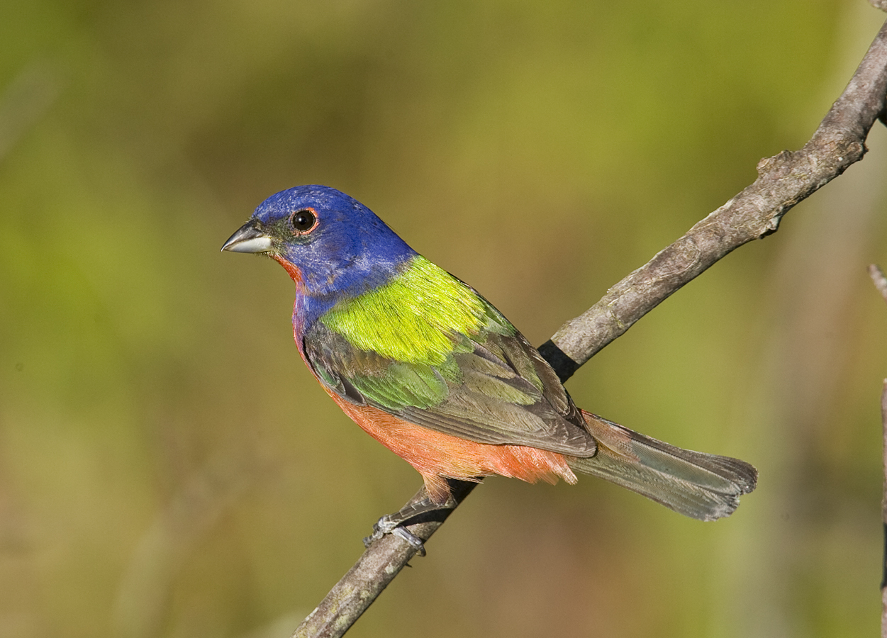 Painted Buntings are seen on Santee NW Refuge