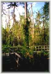 Pocotaligo Swamp Trail