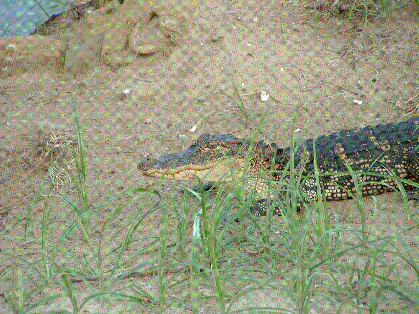 Young gator seen in Cuddo, 2004